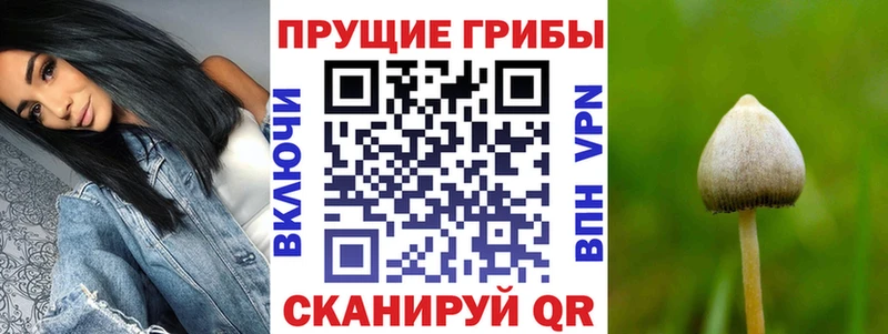 MEGA маркетплейс  Мосальск  Псилоцибиновые грибы Psilocybe 